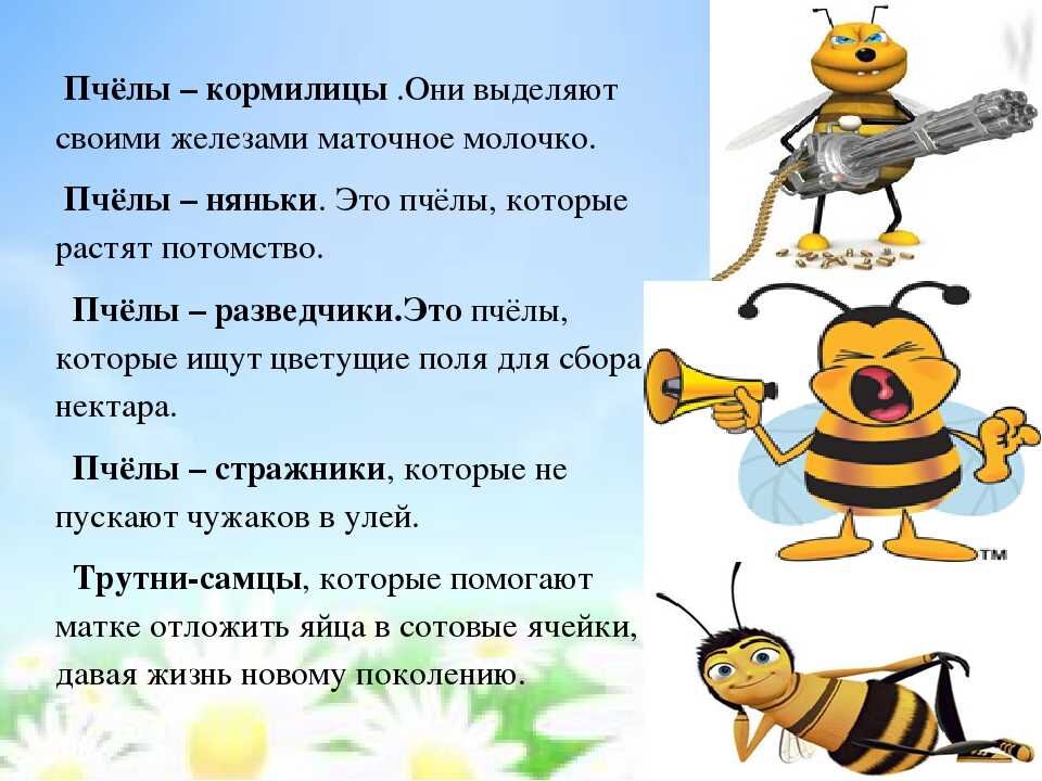 Пчела составить предложение. Интересное о пчелах для детей. Пчела для детей. Факты о пчелах для детей. Интересные факты о пчелах.