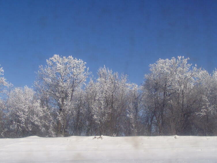    Лес в инее (или изморози) Фото: Игорь Вадимов, личный архив