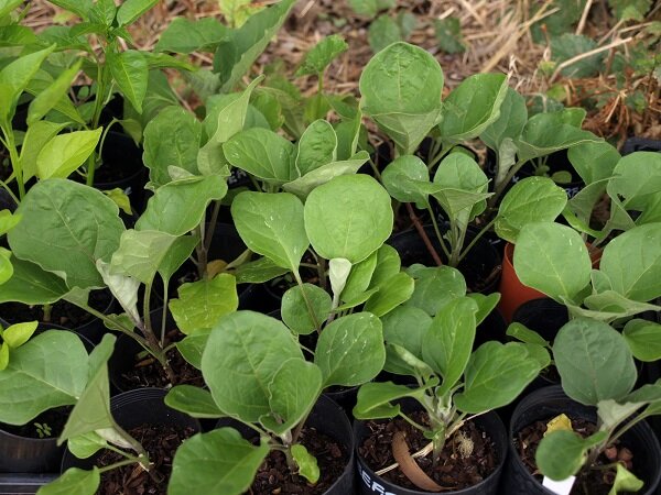 Рассада баклажанов. Фото: plodovie.ru