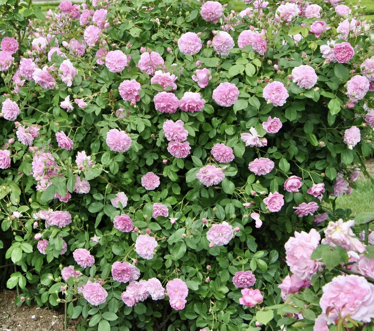 ‘Harlow Carr’, Austin, 2004 (фотография из личного архива Л. Н. Гладких)