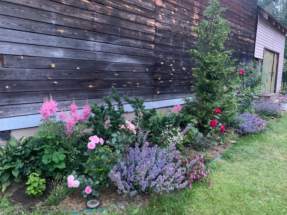 Бордюр из котовников