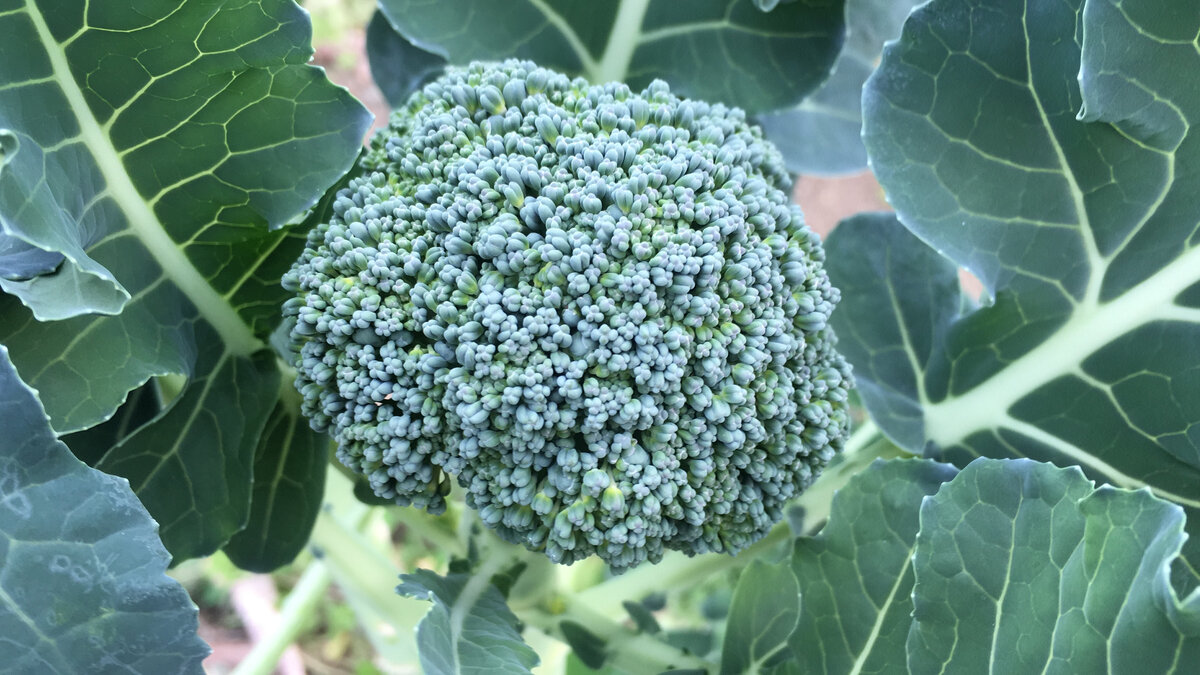 Брокколи собственного выращивания