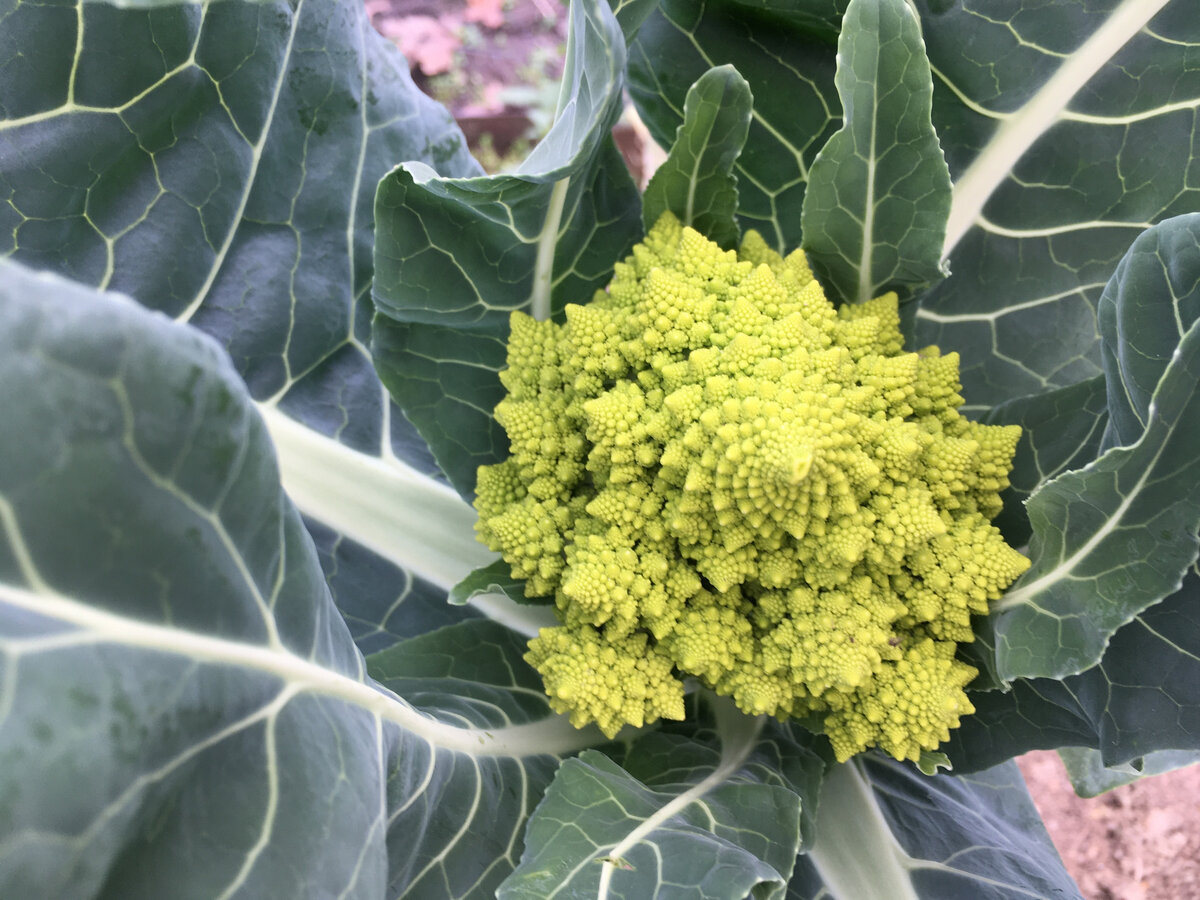 Это новая разновидность капусты. Называется она романеско