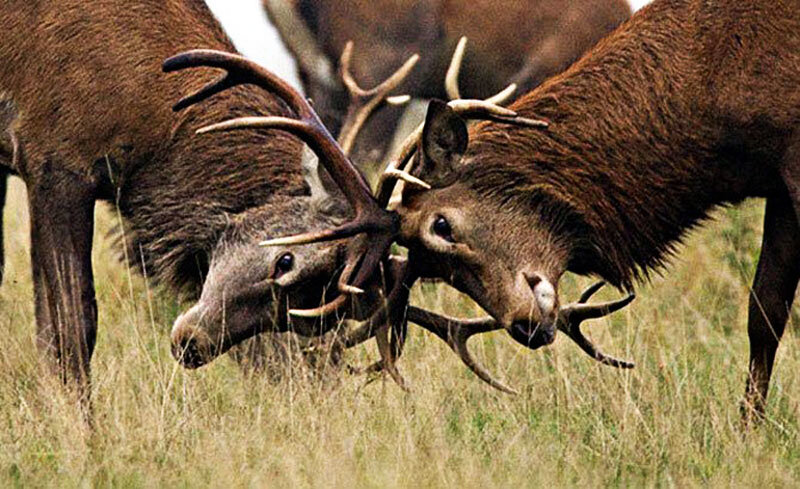   Чтобы решить спор с соседом, который не получается решить между собой, садоводы обращаются в правление. Как правило конфликтные ситуации решает председатель Правления СНТ.-7