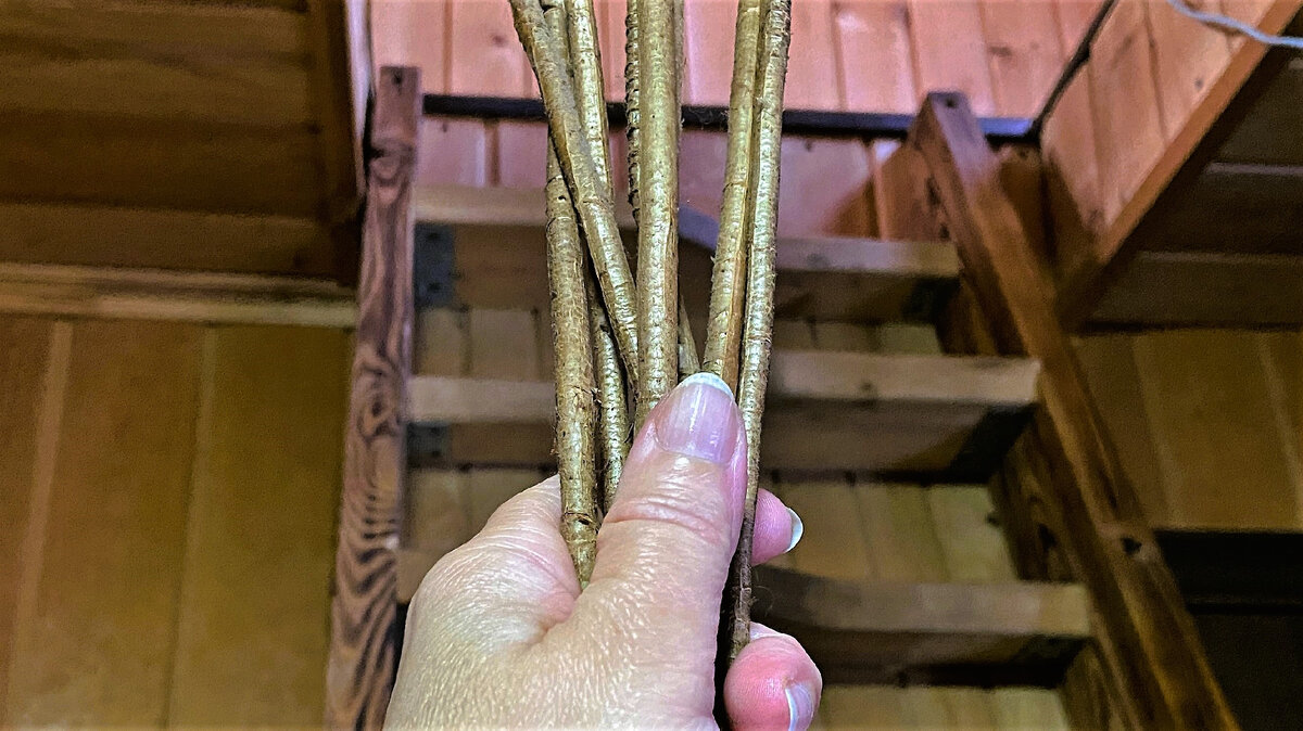 Корни монстеры