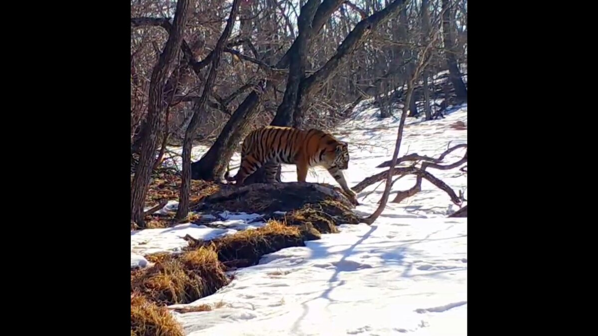     Тигра за необычным для животного занятием застали в Приморье, а именно за спортом. Вероятно, не только люди готовят тело к лету.