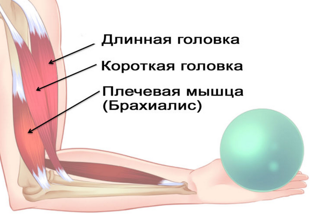 Если вы хотите эффектно надеть майку в тренажерном зале или ходить без рукавов летом, забыв, что такое дряблость рук, то вам просто необходимо выполнять проверенные временем упражнения для рук.-2