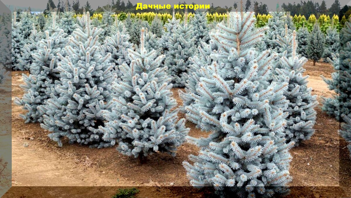 https://vk.com/photo-159774511_457263570. Ель колючая Блю Тренкет (Picea pungens Blue Trinket)