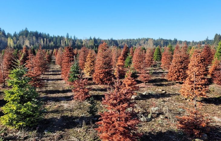    Вымирание новогодних елок в американских штатах рождественских деревьев исследуют ученые