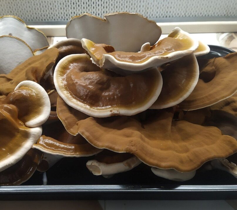 Трутови́к лакиро́ванный (лат. Ganoderma lucidum)