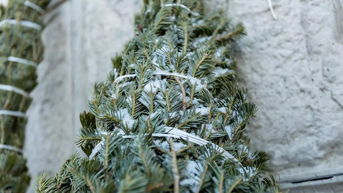     Поскольку Новый год позади, многие люди задаются вопросом, что делать со старыми рождественскими елками. К счастью, есть удобное и экологически чистое решение.