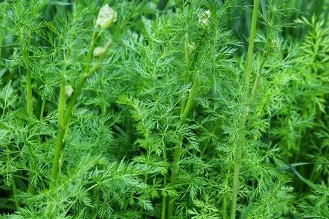 Изображение взято из открытого источника.