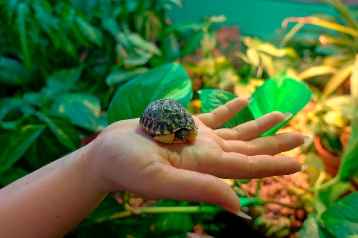    Собянин рассказал о детенышах, родившихся в Московском зоопарке в 2023 году