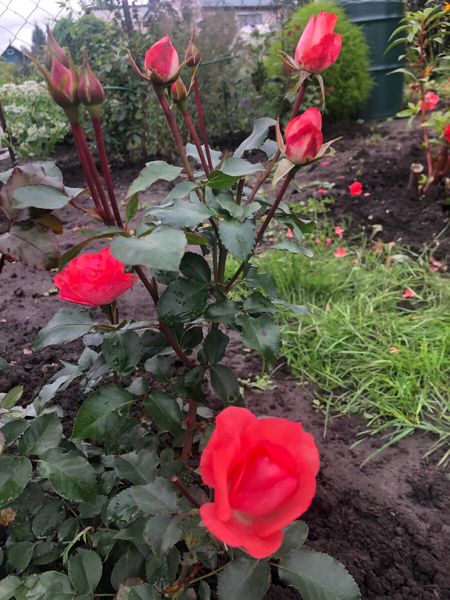   роза Жардин де Франс, фото автора