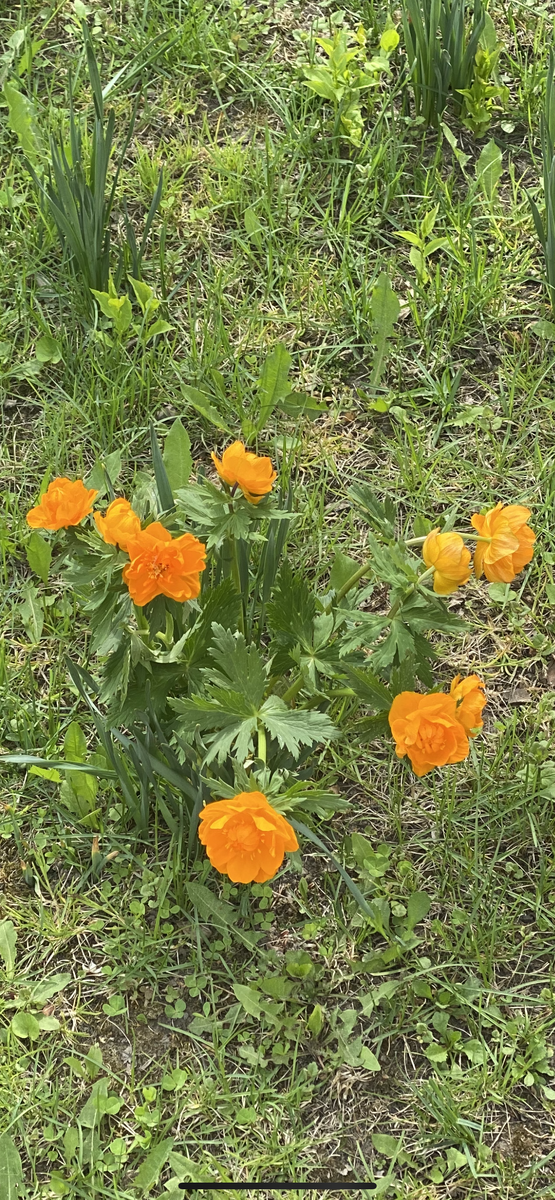 Фото автора.Сибирские огоньки. Купальница обыкновенная? Конечно же — необыкновенная 😍очень красивая ! 