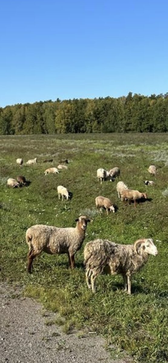 Фото автора.Деревня моя — деревянная дальняя… 