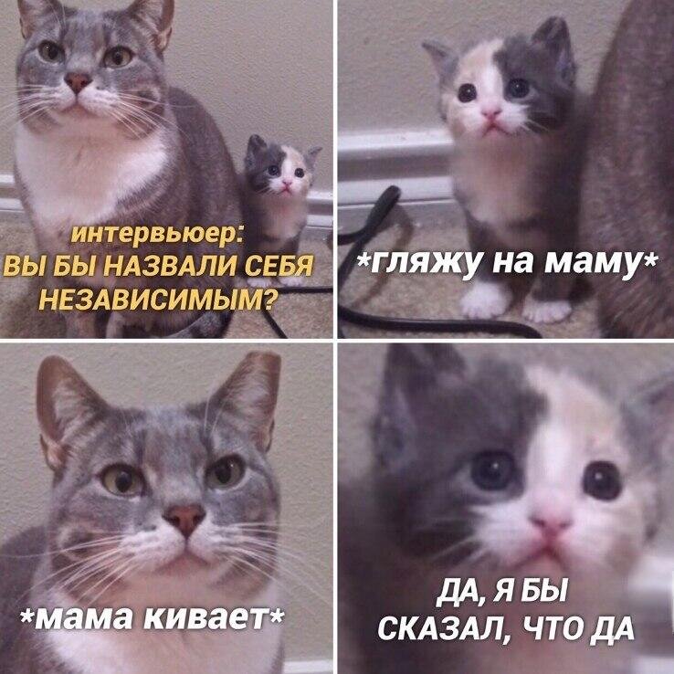 Мемы с котами