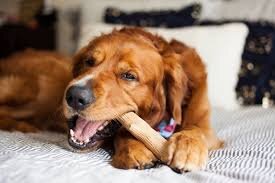 Игрушка для собаки