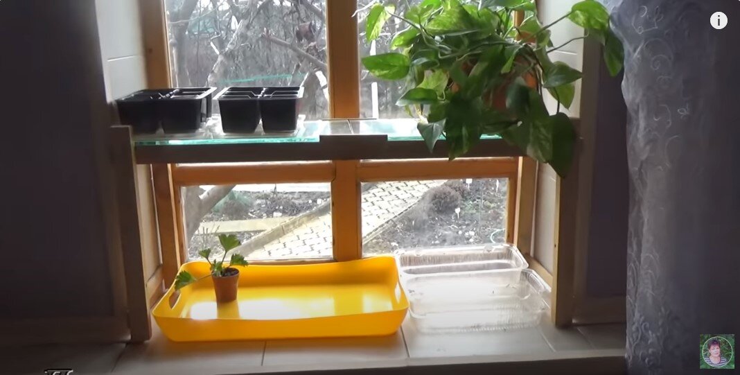 С недавнего времени для выращивания рассады на подоконнике я использую самодельные двухярусные полочки 