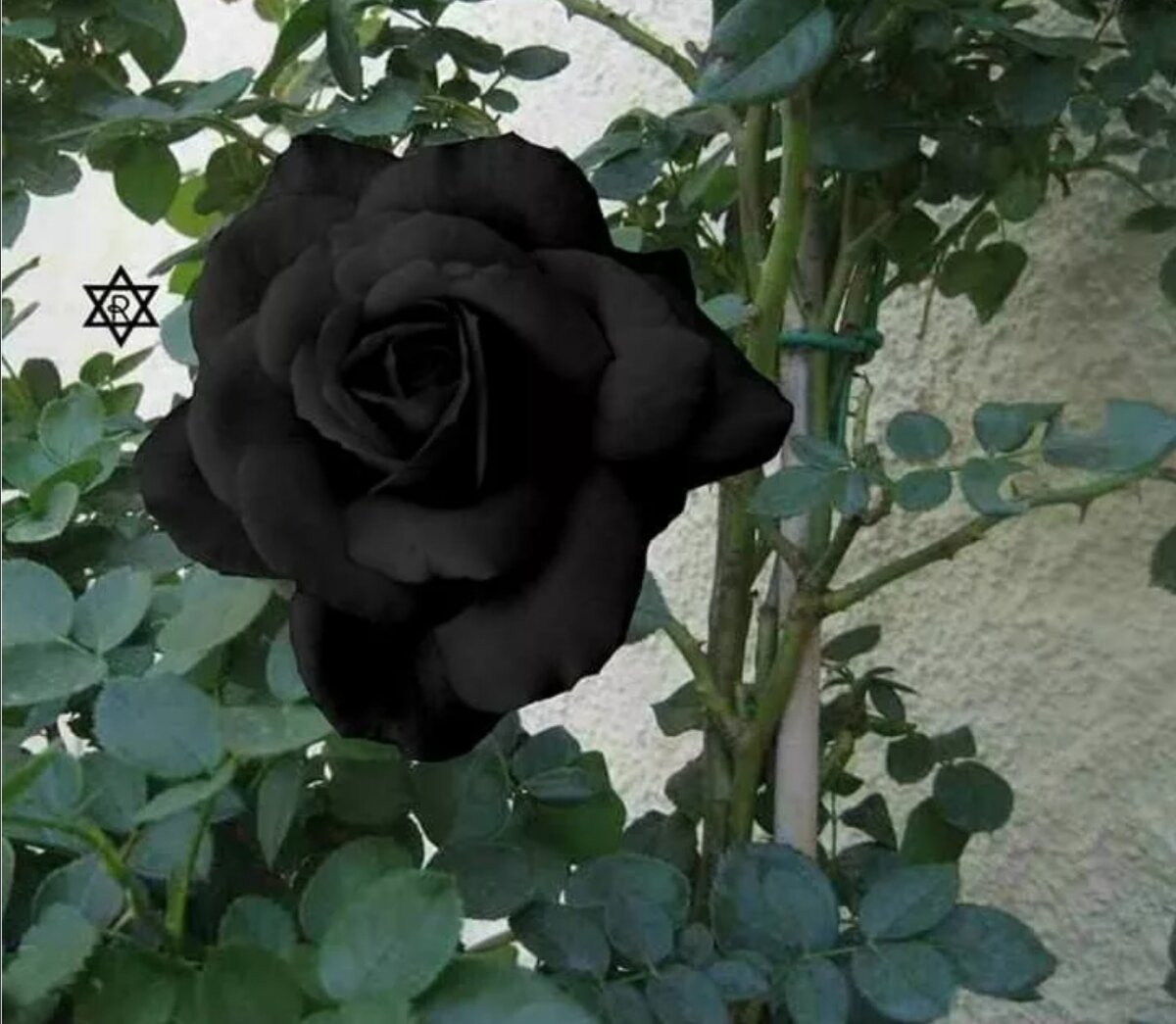 Саженцы черной розы. Черные розы Голландия. Черные розы куст.