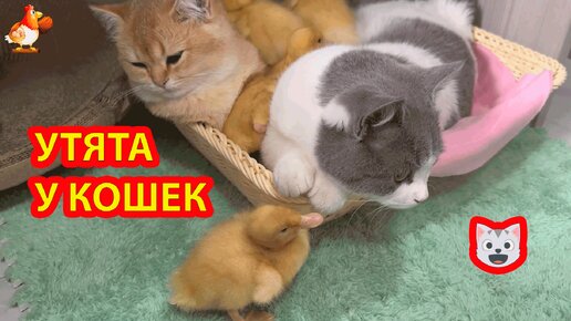 Котенок привел Утят к себе в лежаночку 😺 А Коты не хотят 