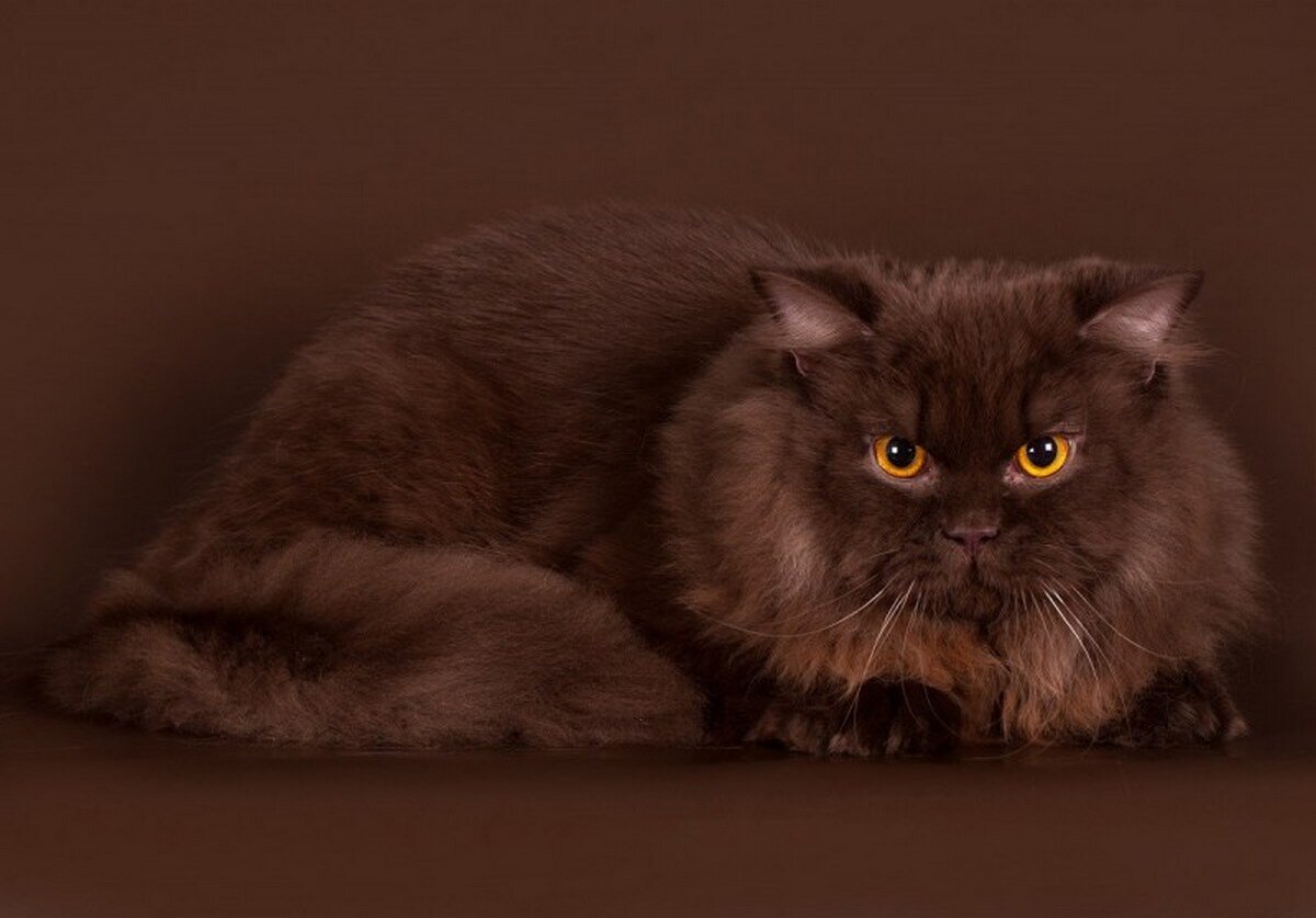 изображение из открытого источника