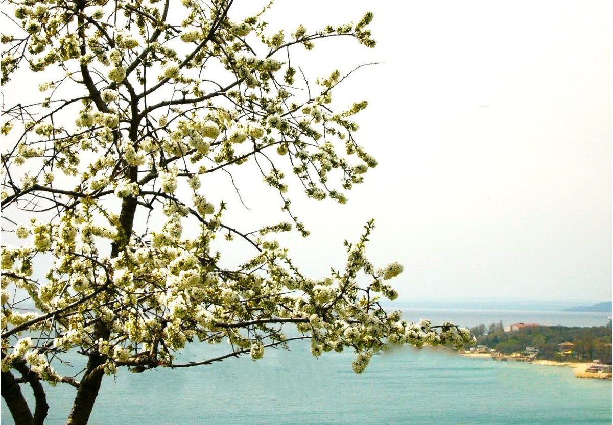 Варна весной, цветение черешни