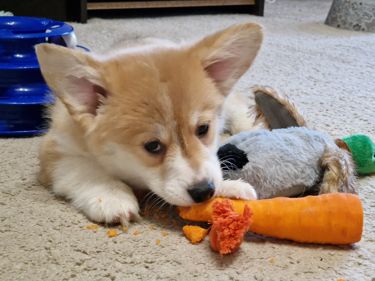 Борьба с морковкой🐶🥕