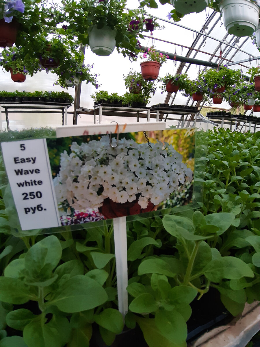 Флокс и цинерарии. Цветы долго растут. Фаленопсис optimal care. Цветы долго растут. Ликорис лучистый цветок.