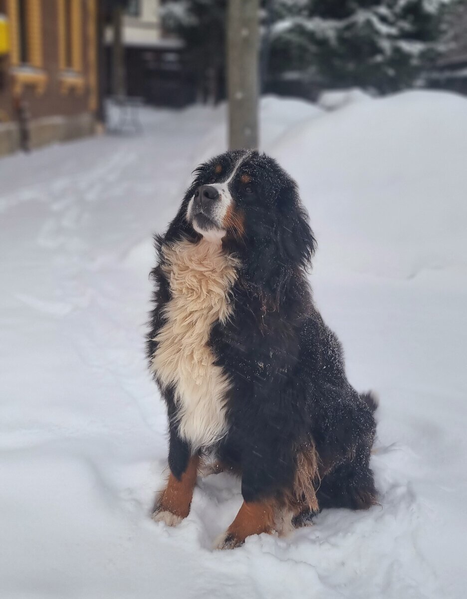 Зимы стали очень снежные .