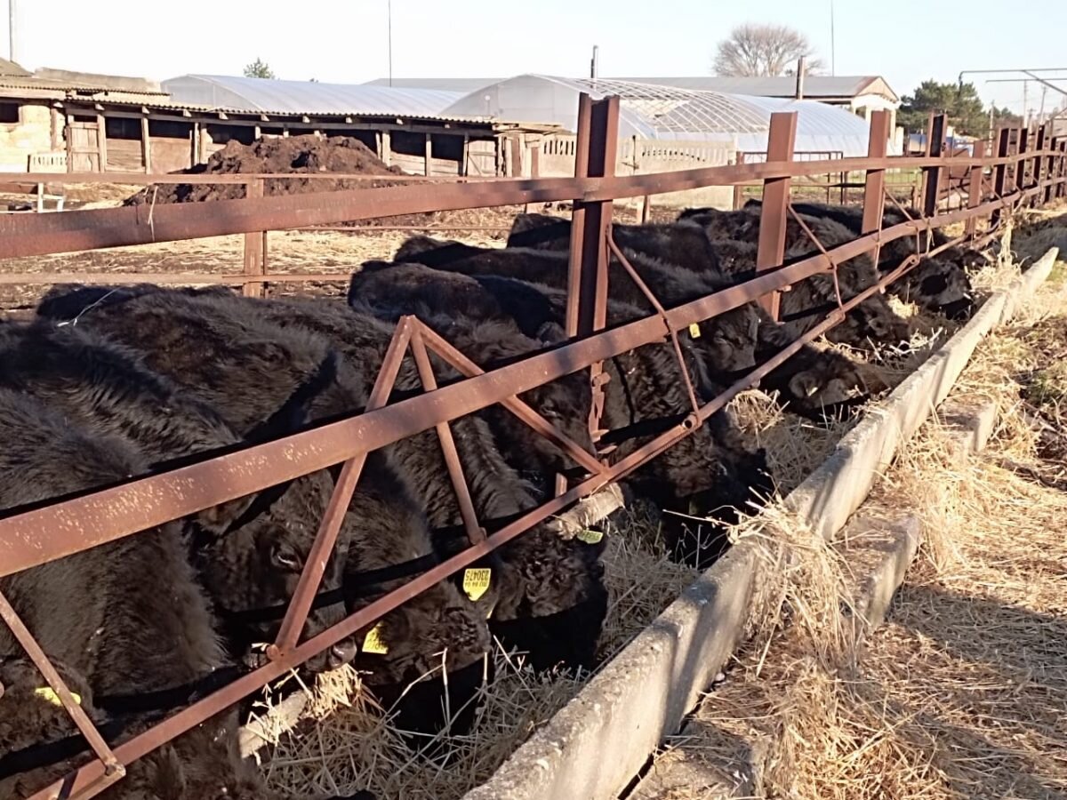 У бычков хороший аппетит!