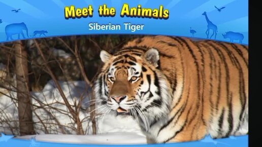 Мульфильм о животных на английском языке Тигры в Сибири