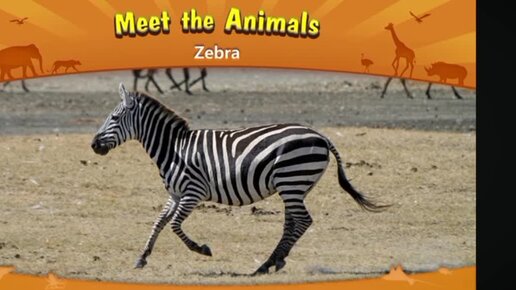 Мульфильм о животных на английском языке Зебра