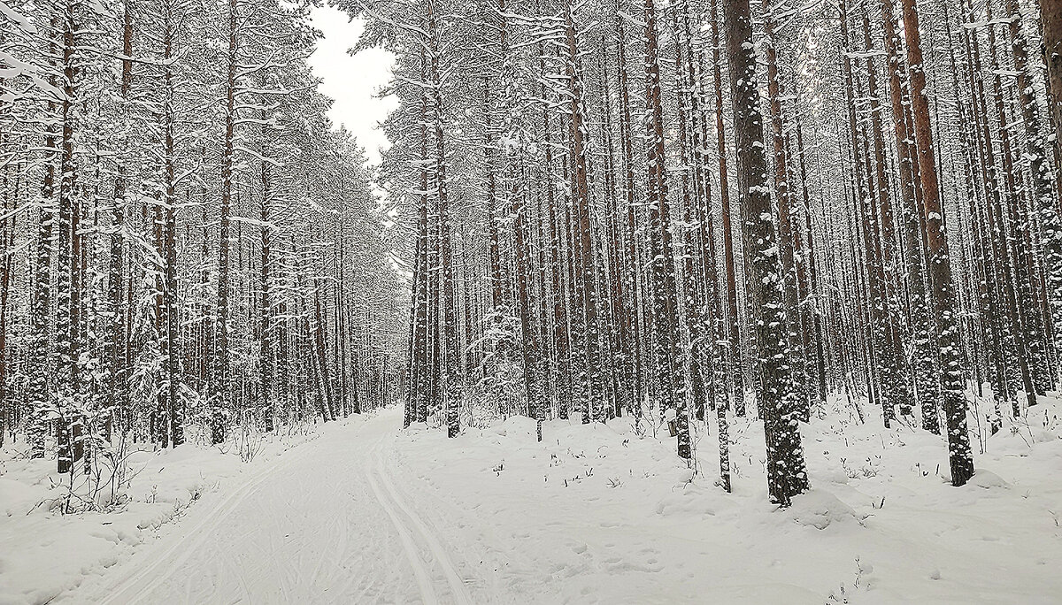 Ещё фото с лесной прогулки. Сын сказал, что скучает по природе и по лесу