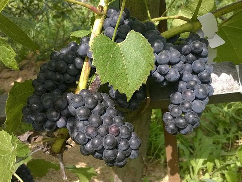 Виноград канадский сорт "ВЭЛИАНТ".