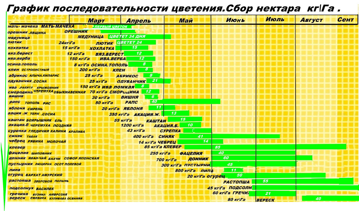 Как составить СВОЙ график последовательности цветени медоносов.Проверка  качество меда . | Дела домашние | Дзен