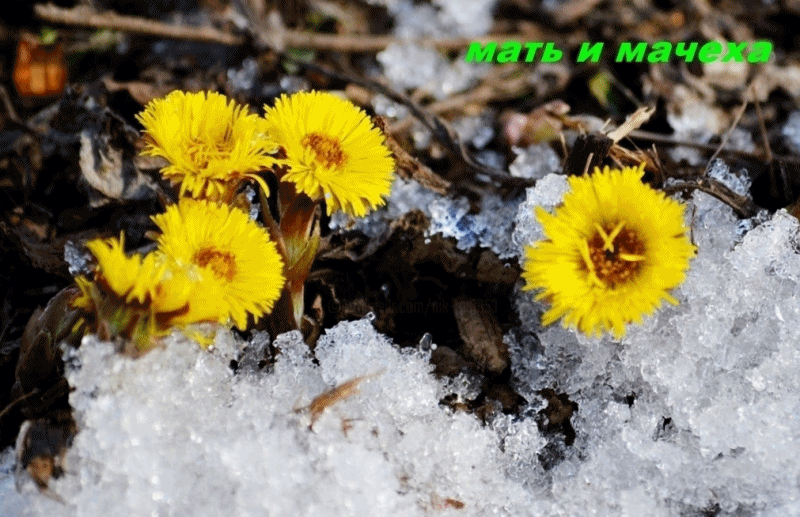 МАТЬ И МАЧЕХА 