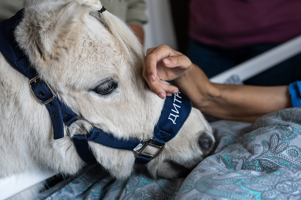 Дитрих в хосписе Фото: Ксения Малафеева