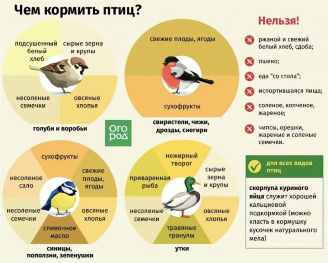 Что нужно птицам зимой. Чем кормить птиц зимой. чем кормить зимующих птиц. корм для зимующих птиц. рацион для зимующих птиц.