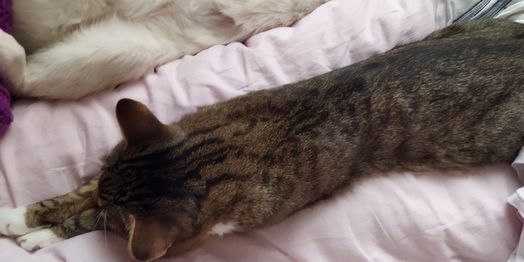 Великолепные коты мои!!!