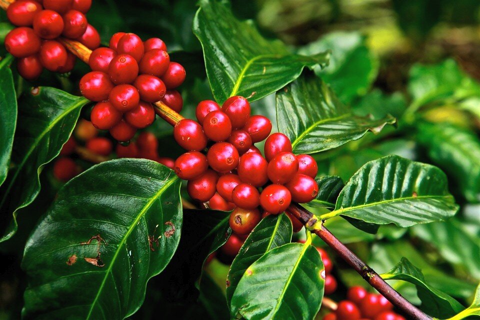 Кофейные ягоды