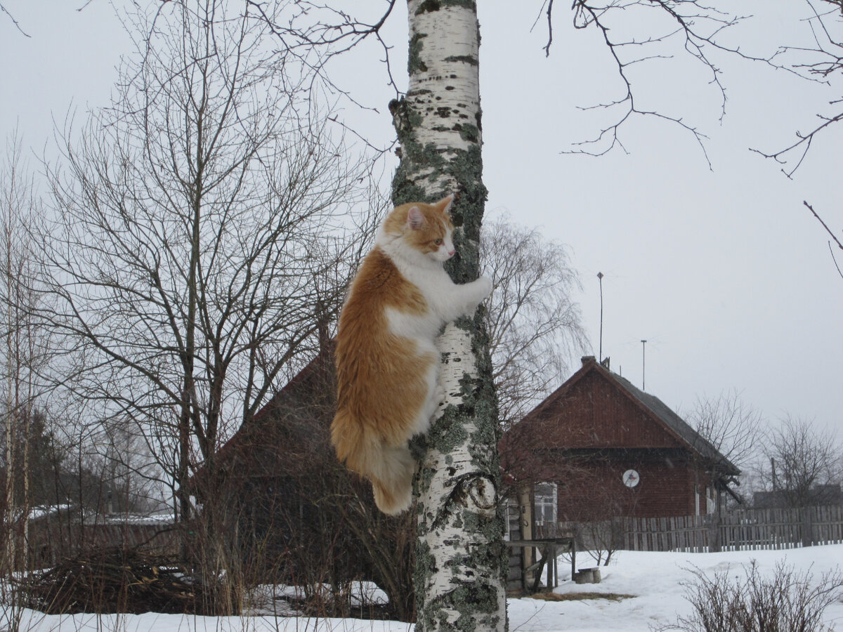 Кот Батон, тоже на фоне дома