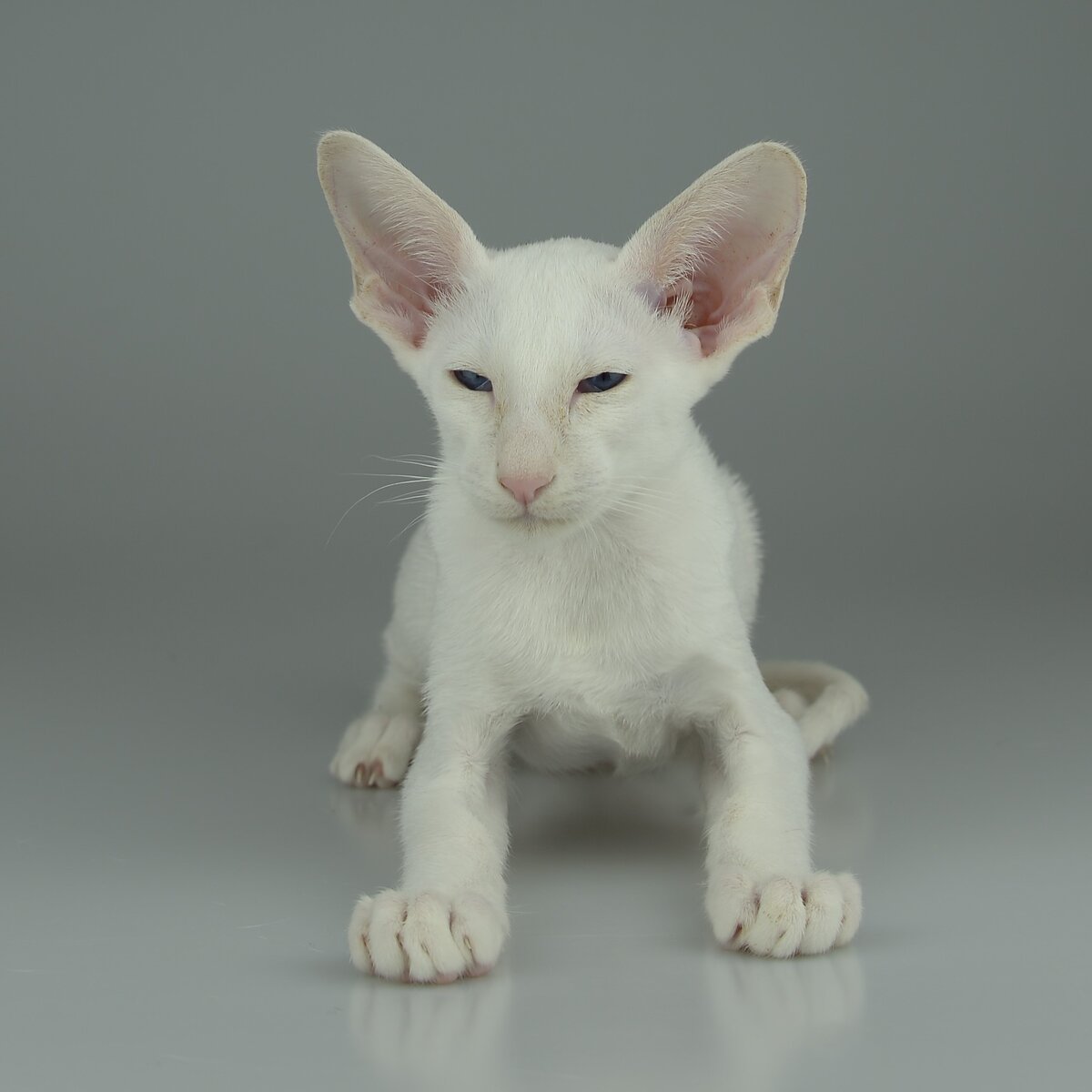 Ориентальный котенок Архивариус, белый окрас, голубые глаза