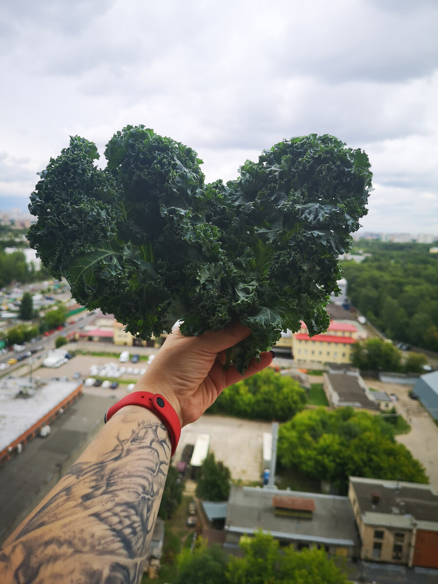 Кейл, который украшает обложку моего канала)