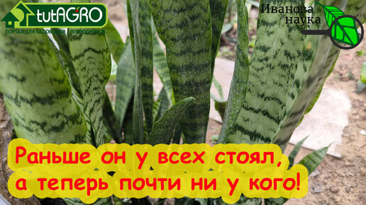 ЧТО БУДЕТ, ЕСЛИ ПОСАВИТЬ ЩУЧИЙ ХВОСТ НА ПЛАСТИКОВОЕ ОКНО? Сансевьерия снова в тренде!