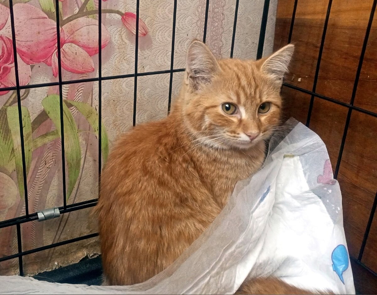 У нас есть замечательные рыжие котята! Приглашаем за мечтой!