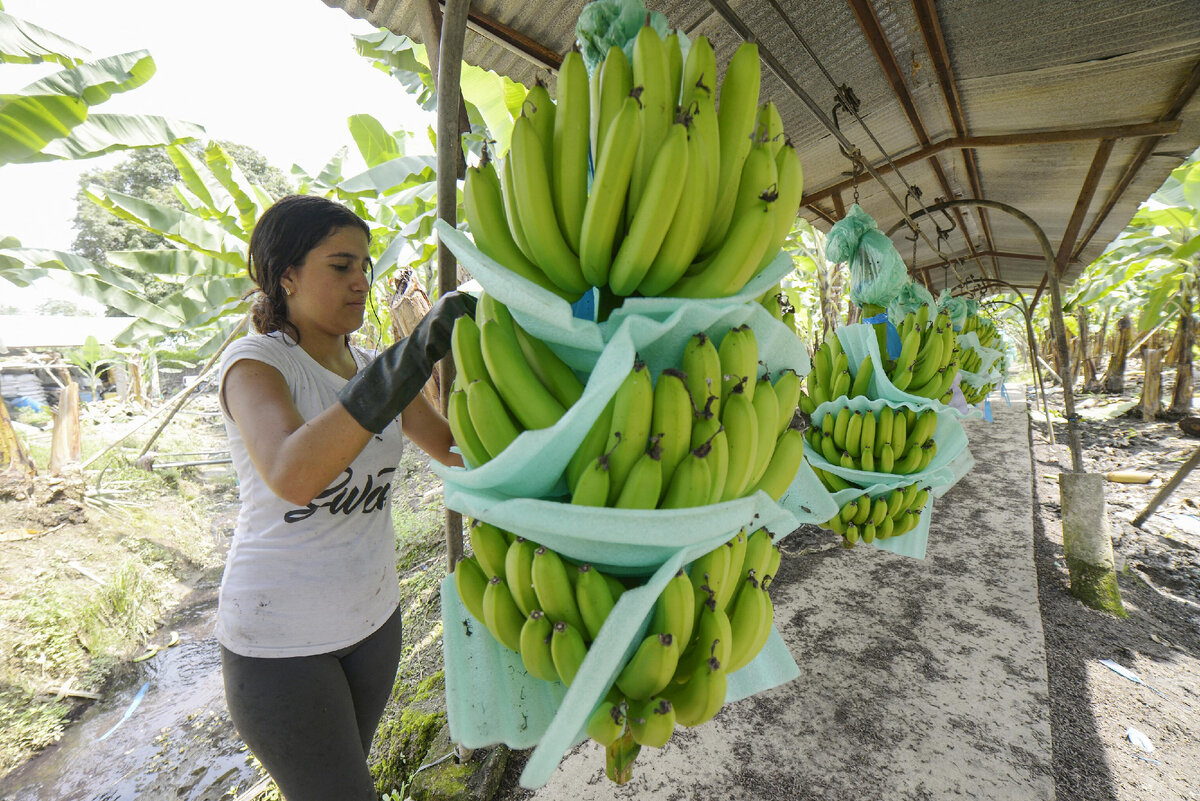 Сотрудница банановой фермы в Эквадоре © AFP 2023 / MARCOS PIN