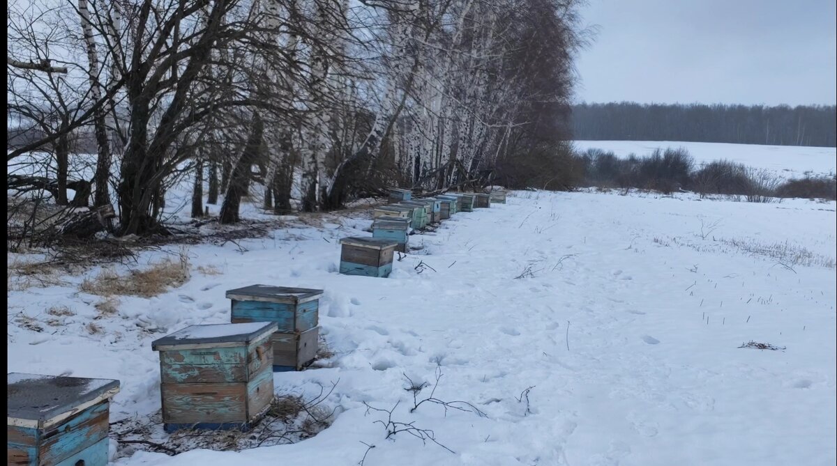 Та самая пасека