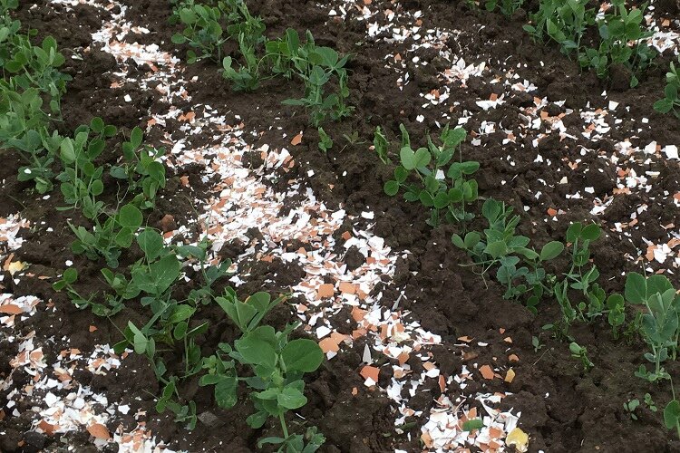 Normalerweise bleiben nach dem Kochen von Eiern zwei Dinge übrig: Wasser und Schalen. Es stellt sich heraus, dass das Wasser überhaupt nicht in den Abfluss geschüttet werden muss und die Muscheln nicht in den Müll geworfen werden müssen -4