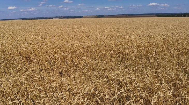    Вместо заброшенных полей – пшеница, подсолнечник и кукуруза «Дамате»
